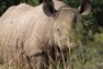 Nosorožec černý, který žije ve stejném výběhu jako samec Súdán