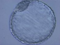 Embryo nosorožce