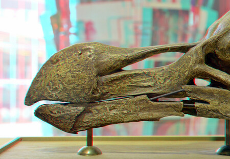 Aukční dům Summers Palace Auctions v anglickém hrabství Sussex prodával 60 centimetrů vysokou kostru dronteho, známého také jako dodo, v zastoupení soukromého sběratele. Ilustrační snímek zobákuu blbouna nejapného.