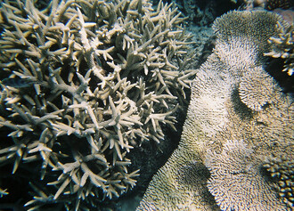 Změny teploty a chemismu vody vedou k blednutí korálů a jejich úhynu.