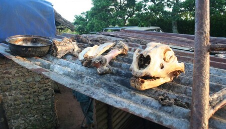 Vývoz lvích kostí z JAR je stále legální záležitostí, stejně jako jejich zpracování v jihovýchodní Asii.