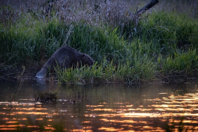 Bobr je aktivní především brzy ráno nebo pozdě večer. Bobr je aktivní především brzy ráno nebo pozdě večer.