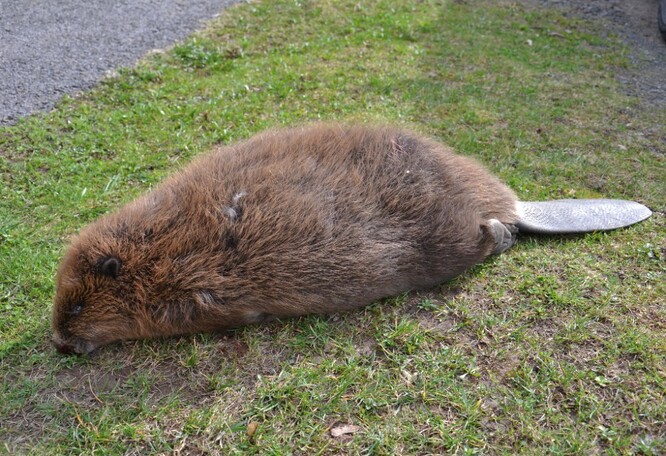 Sraženým zvířetem v Horní Sytové na Semilsku byla pravděpodobně březí samice o hmotnosti 18 kilogramů.