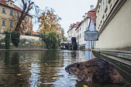 Pražané i turisté mohou nyní na pražské Kampě spatřit bobra. Jeho maketa nyní upozorňuje na nový populárně naučný web organizace Beleco