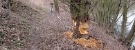 vrba okousaná bobrem evropským Přerov