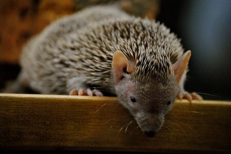 Seznamte se: bodlín Telfairův. Ilustrační snímek Seznamte se: bodlín Telfairův. Ilustrační snímek