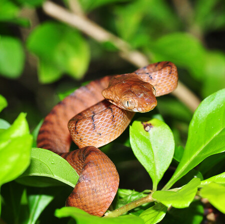 Bojga hnědá je stromový had z čeledi užovkovitých, jehož původní domovinou je Austrálie a Indonésie.
