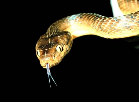 Vědci z univerzity ve švýcarské Basileji několik měsíců marně shání dobrovolníky, kteří by se zapojili do jejich studie, jež hledá způsob, jak překonat strachu z hadů. / Ilustrační foto