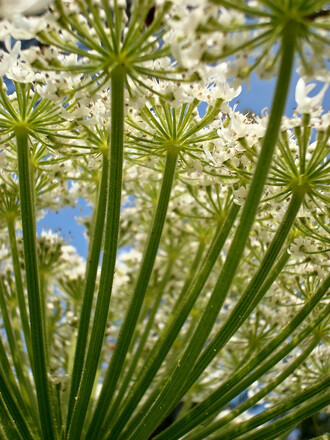 Bolševník velkolepý Bolševník velkolepý