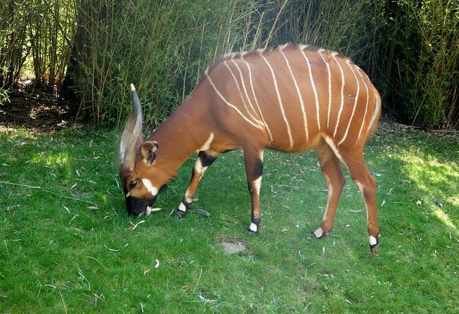 Mimořádně plachých antilop bongo žilo v Keni kdysi velmi mnoho, těch málo zbývajících je rozptýleno v izolovaných lesních partiích v celé Keni.