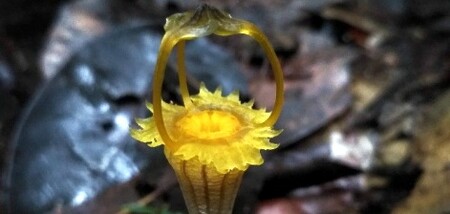 Hvězdnatka kelabitská je desátým novým rostlinným druhem, který se olomouckým biologům na tomto ostrově podařilo nalézt.