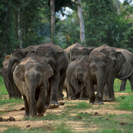 Na Borneu nežijí „bornejští“ sloni, ti nikdy neexistovali, nýbrž sloni z jiné dávné, jinak už vymřelé populace, na Borneo nedávno dovezení. Na Borneu nejspíš přežívá vymřelý jávský slon. Na snímku sloni na Borneu