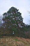 Památný strom - borovice u Pekla u Suchdolu