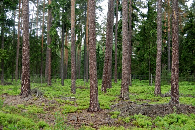 Z dat monitoringu vyplývá, že horší zdravotní stav než v ostatních zemích Evropy má v Česku borovice lesní. Je přitom druhou nejčastější dřevinou v českých lesích.