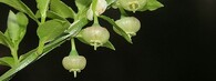 Květ borůvky