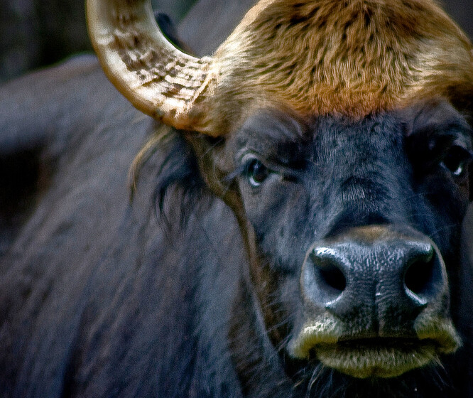 Domovinou gaurů jsou zalesněná pohoří jižní a jihovýchodní Asie. Výška dospělých samců v kohoutku překračuje dva metry, samice mívají okolo 170 centimetrů.