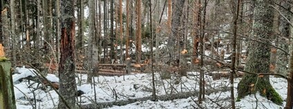 Vítr poškodil na Boubíně stovky stromů Foto: Lesy ČR