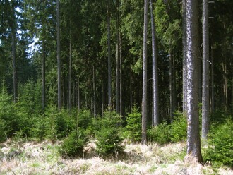 Hospodářské lesy v Brdech nejsou z přírodovědeckého hlediska samy o sobě ničím výjimečné. Důležitá je však pro ochranáře jejich rozloha, která by mohla poskytnout dostatečně velký životní prostor a klid velkým lesním ptákům, kopytníkům nebo šelmám