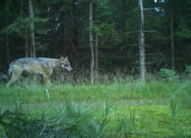 Vlk zachycený fotopastí v Brdech.