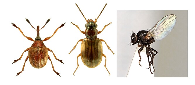 Nosatec Microon sahlbergi, střevlíček Bembidion ruficolle (foto Lech Borowiec) a moucha vrtalka Ophiomyia disordens (foto Dušan Trávníček).