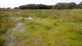 Obr. 2: Podmáčený mokřad s porosty rašeliníku, orobince a bahničky – u nás již velmi vzácný typ biotopu (lokalita poblíž města Lizard v jichozápadní Anglii). Z pohledu „nebiologa“ jistě vhodné místo pro výstavbu rybníku!