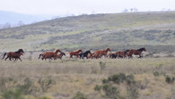 Brumbies, divocí koně v Austrálii