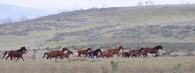 Brumbies, divocí koně v Austrálii