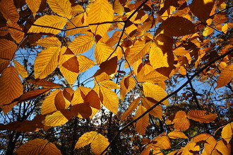 Podzimní buk velkolistý v oblasti Wachusett Meadow nedaleko hory Wachusett