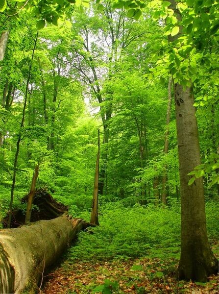 Slovenská část bukových pralesů se nachází na východě země v lokalitách národního parku Poloniny (na ilustračním snímku) a chráněné krajinné oblasti Vihorlat. Na seznam UNESCO byly zapsány bukové pralesy i v jiných státech.