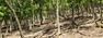 Obora  Bulhary  (Evropsky  významná  lokalita  Milovický  les  v  CHKO  Pálava),  prioritní  biotop  L6.1 –perialpidské bazifilní teplomilné doubravy. Pastva oborní zvěře zničila bylinné a keřové patro, a tedy degradovala biologickou hodnotu přírodního stanoviště (květen 2020).