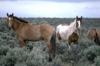 Mustangové v Nevadě