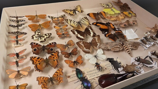 Stará sbírka motýlů a brouků po dědečkovi. Snadno vás může dostat do maléru. Ilustrační snímek.