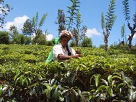 Čajová plantáž na Srí Lance