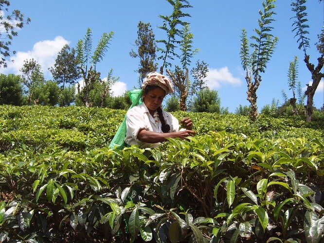 Drasticky patrné to bylo na výnosu z čajových plantáží, jež se svými 1,3 miliardami dolarů významně podílí na národní ekonomice. „Zaznamenali jsme výrazný pokles v kvalitě i objemu zpracovávaného čaje,“ dodává Ramesh Pathirana, ministr pro plantáže. Místo očekávaných 300 milionů kilogramů roční produkce to letos vypadá „jen“ na 160 milionů.
