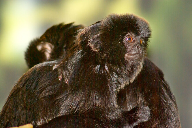 Tamarín skákavý. Tamarín skákavý.