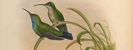 Kresba kolibříka tyrkysového