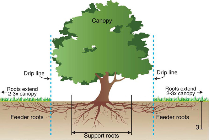 Dospělý strom je třeba zalít plošně pod korunou a dostat se do vzdálenosti dvakrát až třikrát větší než je koruna stromu. Zalévat u kmene stromu nepomůže. Kořeny, které přijímají živiny a vodu, jsou plošně a povrchově rozprostřené a jdou zhruba do hloubky 30 cm.