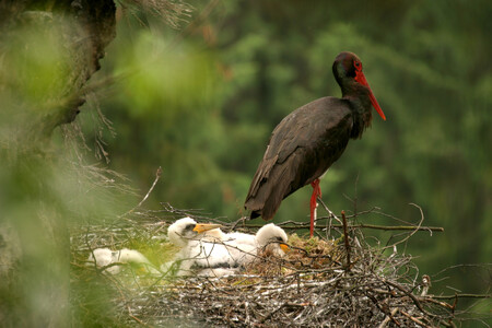 Do zázemí zoo přemístila například čápy černé či ibisy skalní.