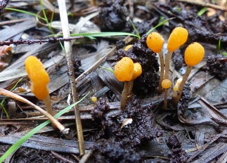 Čapulka bahenní Čapulka bahenní