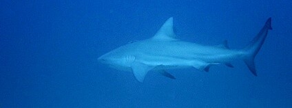 Žralok bělavý Foto: Neil DeMaster Flickr.com