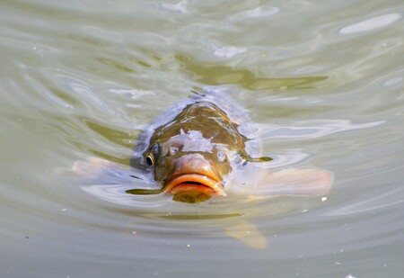 V centru Hradce Králové se v řece Orlici objevily desítky ryb podobné velikosti, většinou kaprů ve špatném stavu. / Ilustrační foto