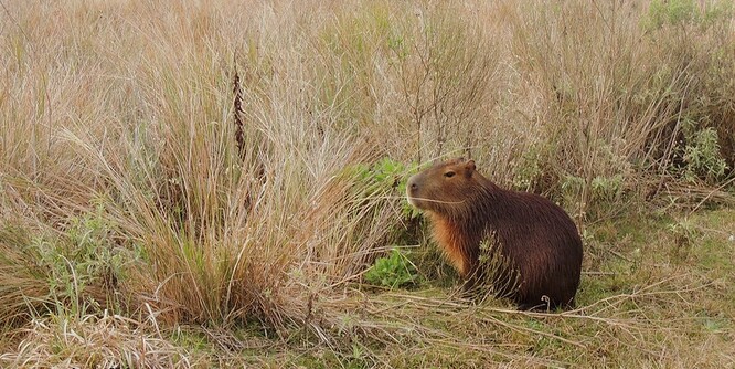 Kapybara je největším hlodavcem na světě a je známá svou klidnou a přátelskou povahou.