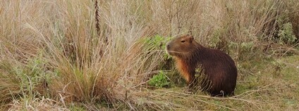 Kapybara Foto: Alejandro Cuffré Flickr