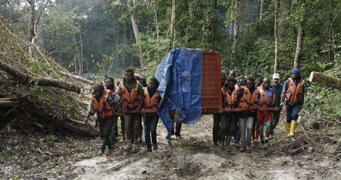 Stěhování gorilího samce o hmotnosti 135 kg byla velmi složitá operace. Stěhování gorilího samce o hmotnosti 135 kg byla velmi složitá operace.