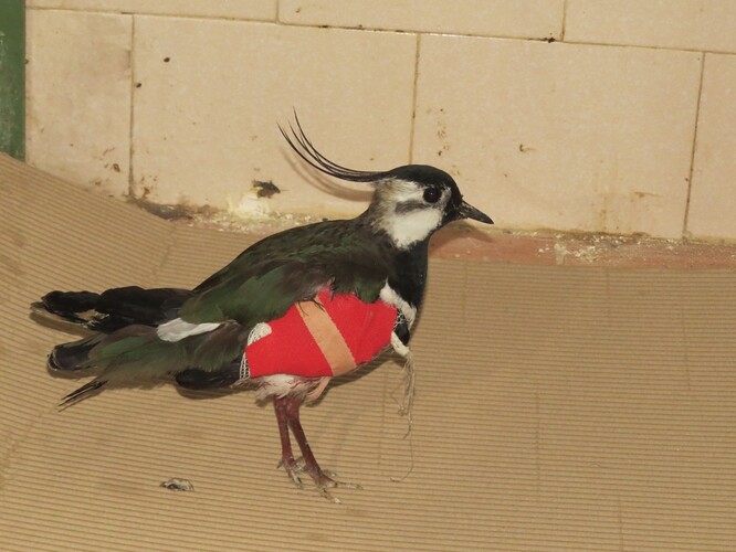 Čejka chocholatá s frakturou po střetu s autem. Čejka chocholatá s frakturou po střetu s autem.