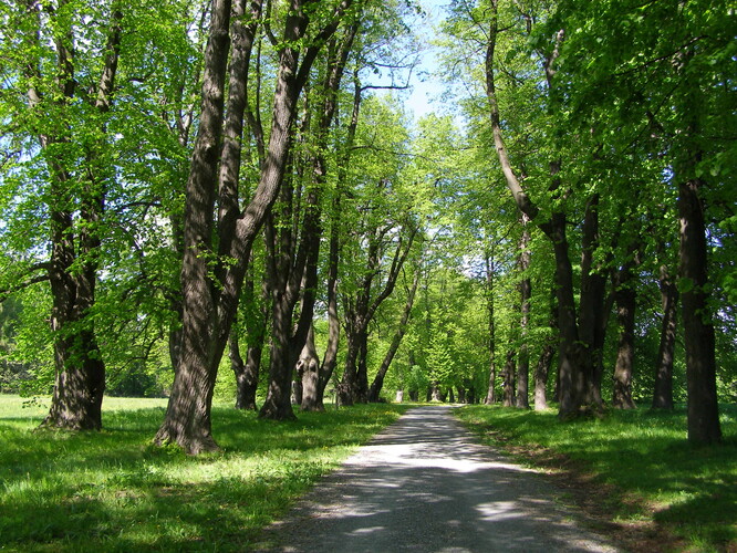 Lipová alej na Uhlířském vrchu v Bruntále. Lipová alej na Uhlířském vrchu v Bruntále.