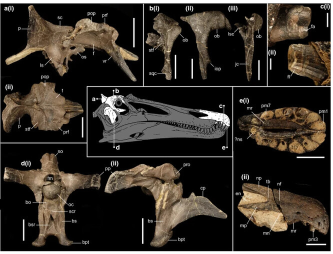 Ceratosuchops neboli „rohatá krokodýlí hlava“.
