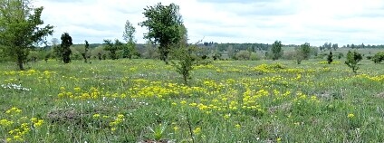 Foto: Miloslav Jirků / Biologické centrum Akademie věd ČR Foto: Miloslav Jirků / Biologické centrum Akademie věd ČR