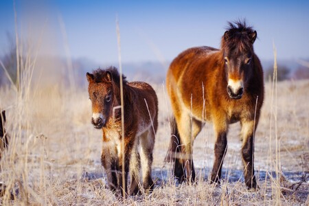 Zimní pastva divokých koní v Milovicích.