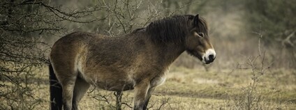 Divoký kůň v Milovicích Foto: Vojtěch Lukáš Česká krajina Divoký kůň v Milovicích Foto: Vojtěch Lukáš Česká krajina